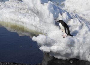 Pinguino