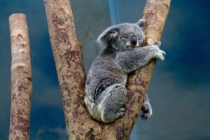 koala-1100469_1920